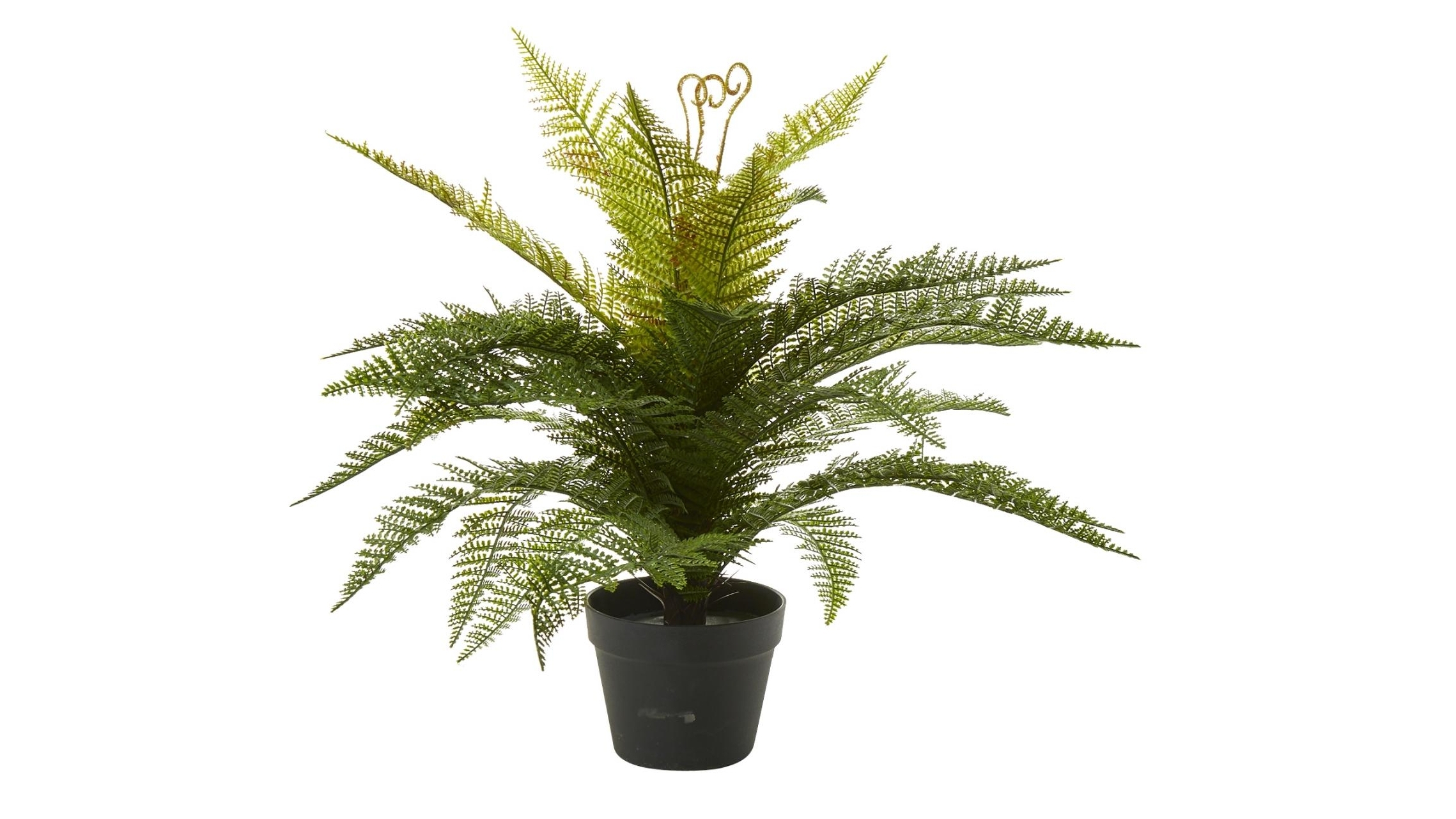 Boston 55cm Fern in Pot 