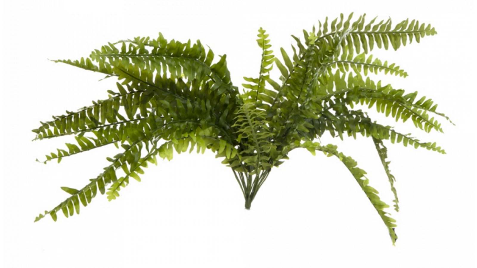 Boston Fern 65cm with 24 Leaves