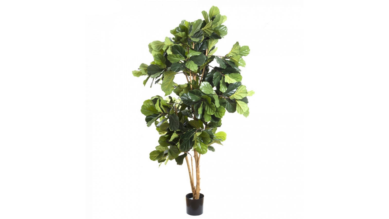 Fiddle Leaf 200cm Tree 