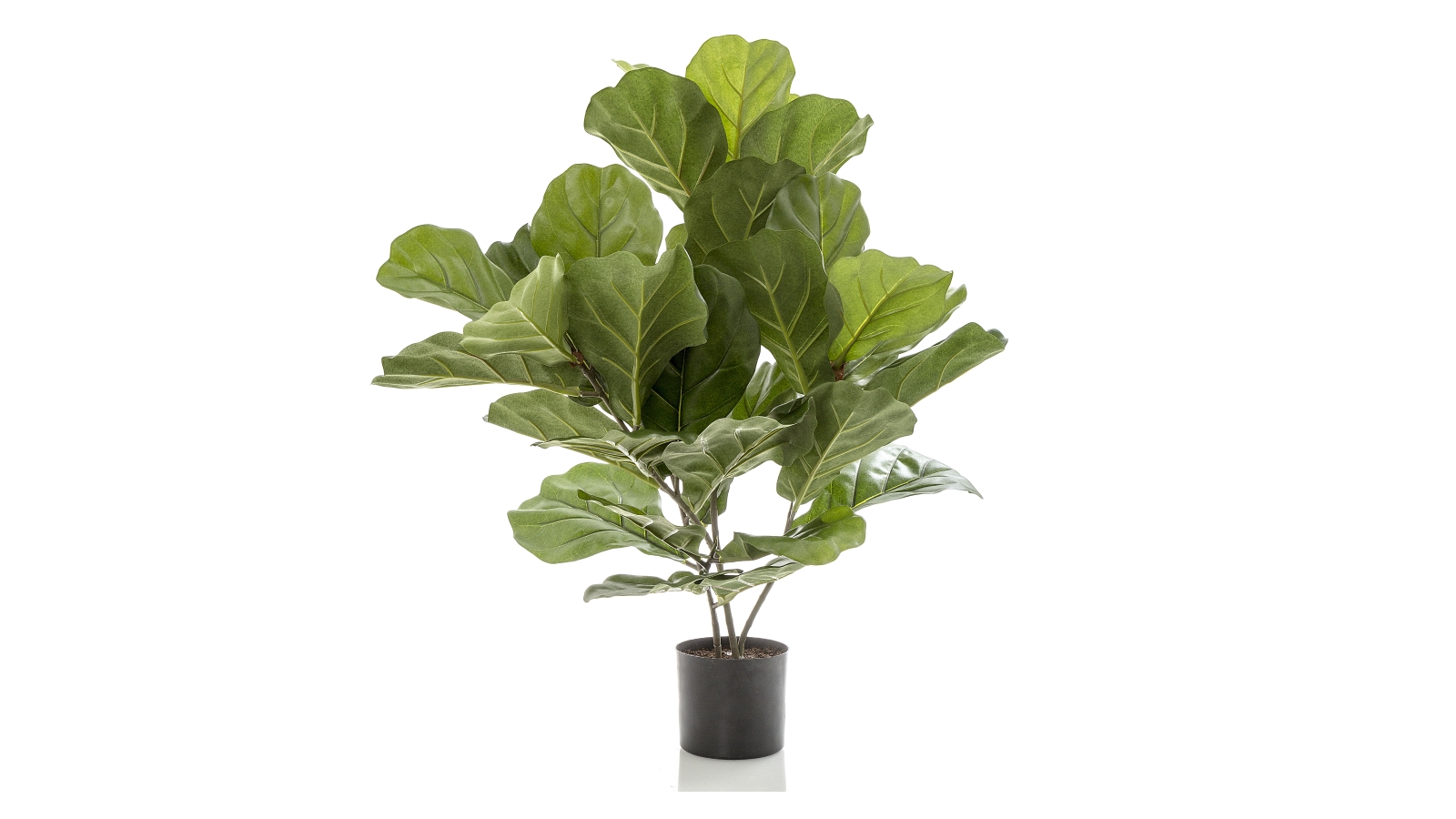 Fiddle Leaf 65cm Potted Tree