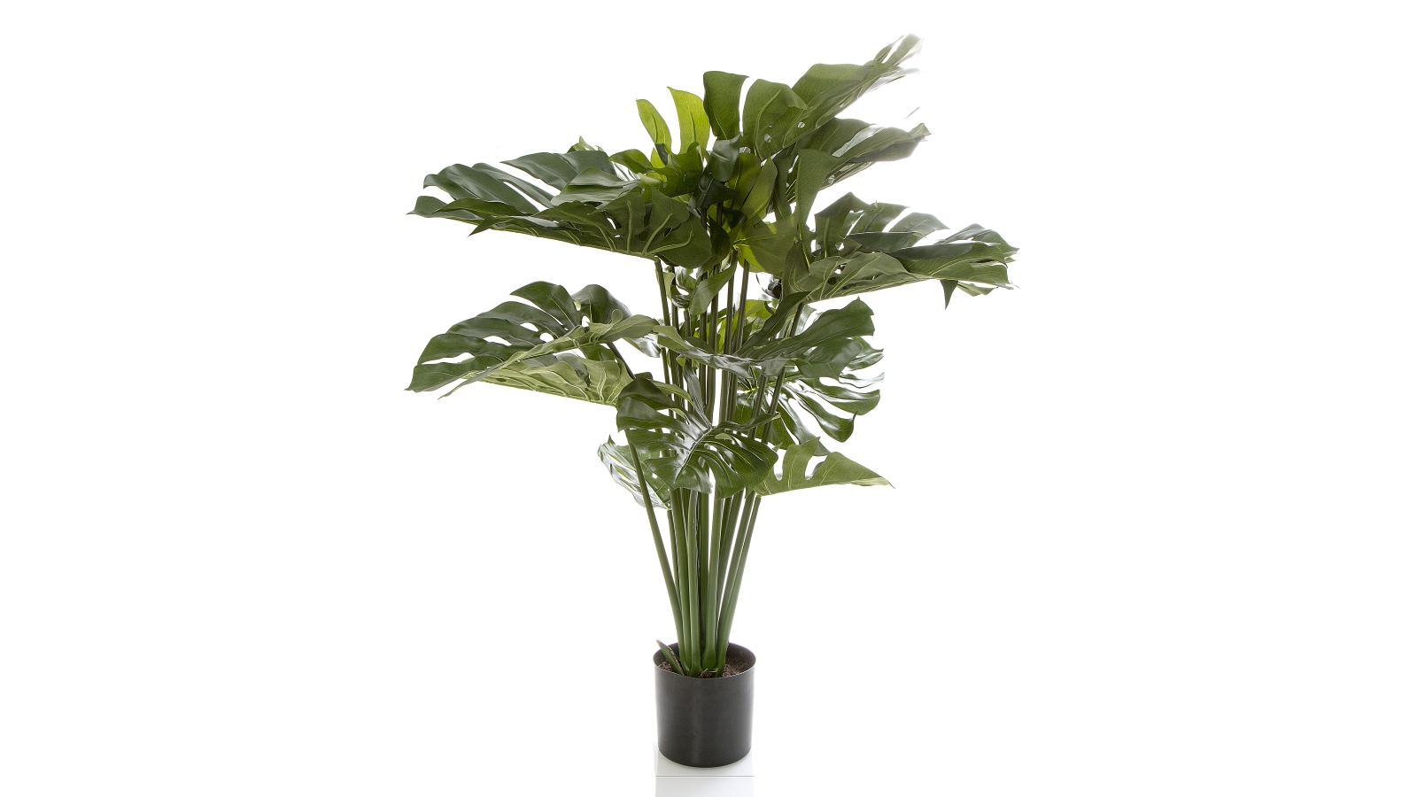 Monstera 98cm Split Philo Plant