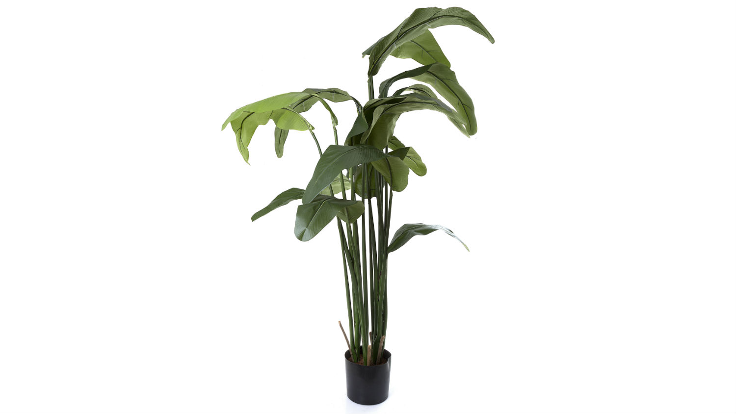 Travellers Palm Leaves