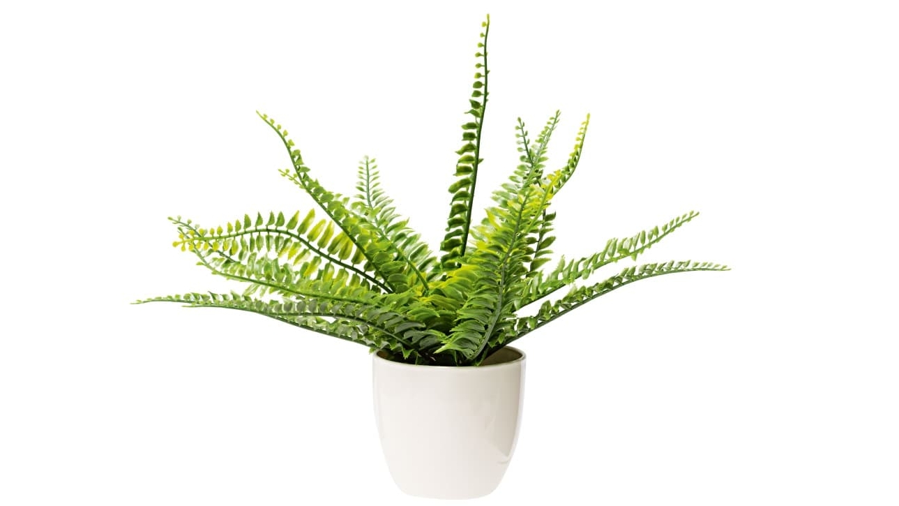 Boston 25cm Fern Potted Plant