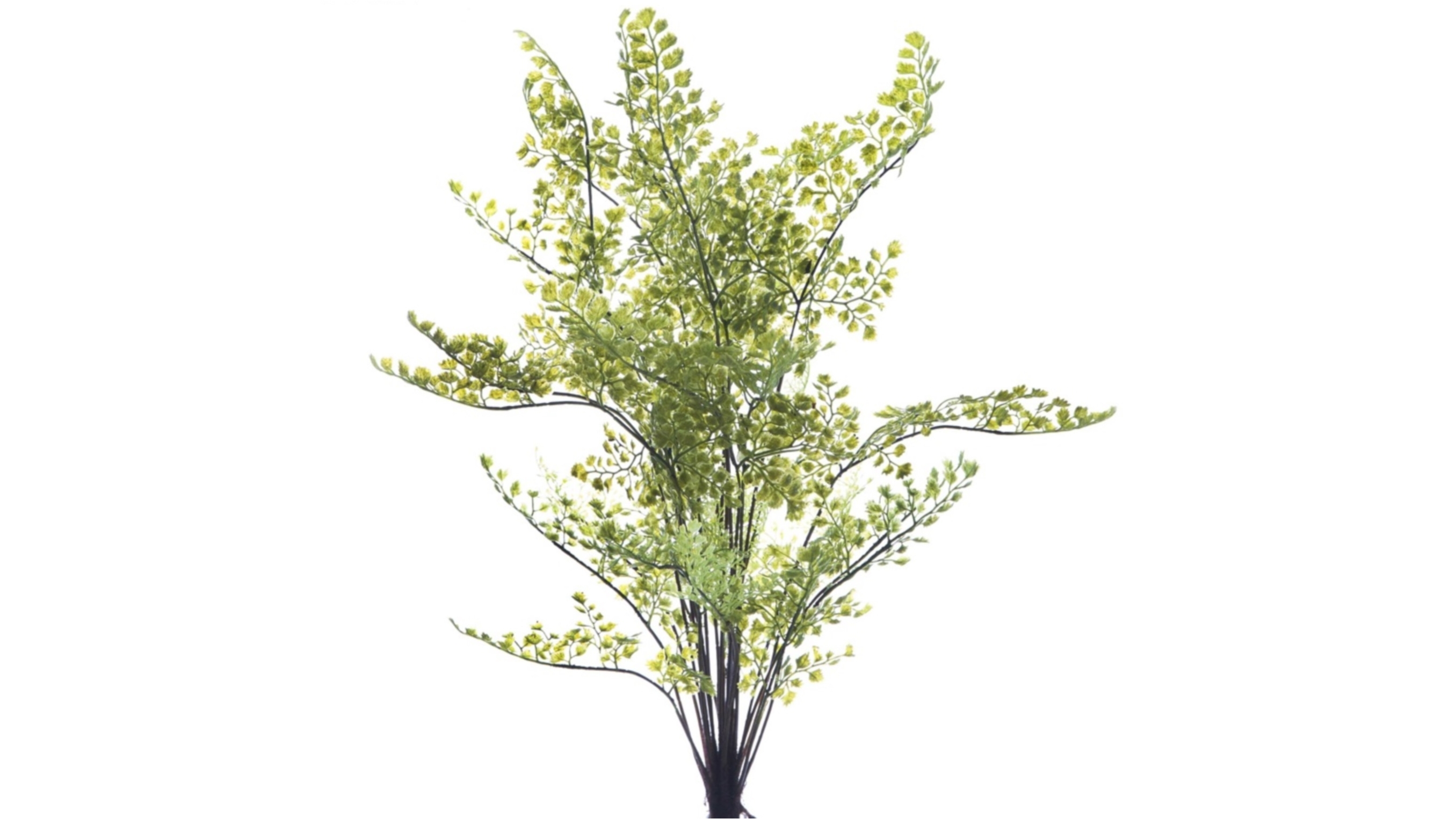 Maidenhair Fern Bush