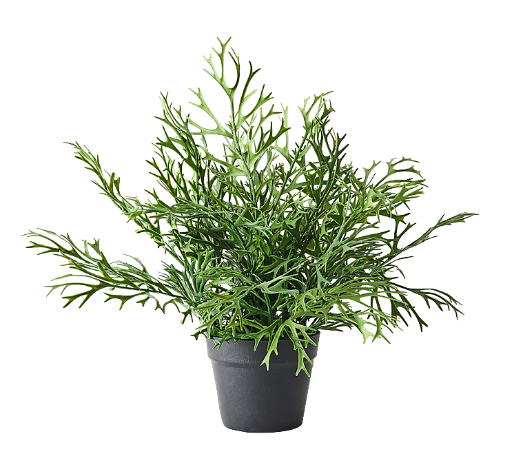 Fern Staghorn Small in Pot