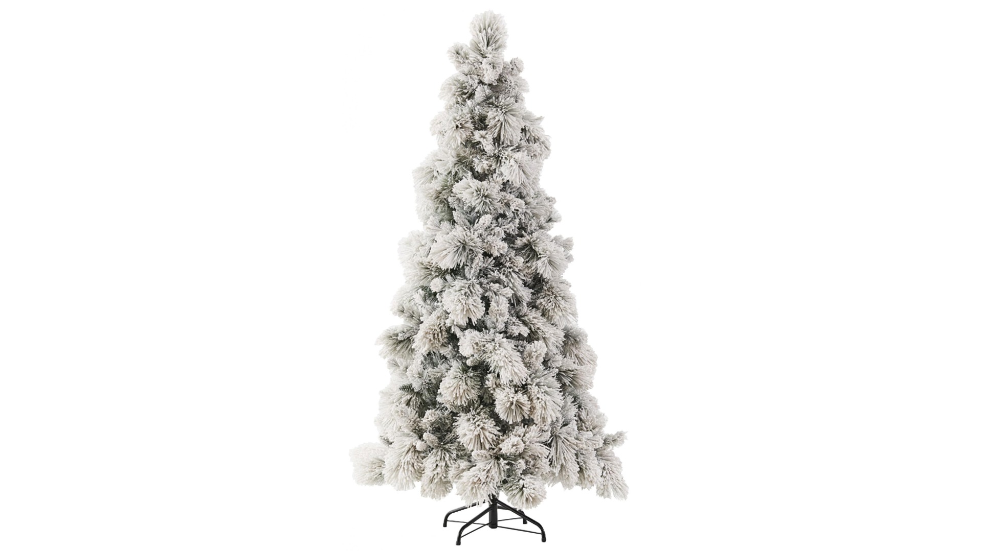 Aspen Pine Tree in White