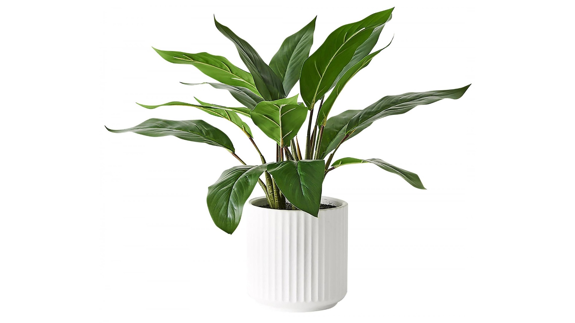 Philodendron Plant in Pot