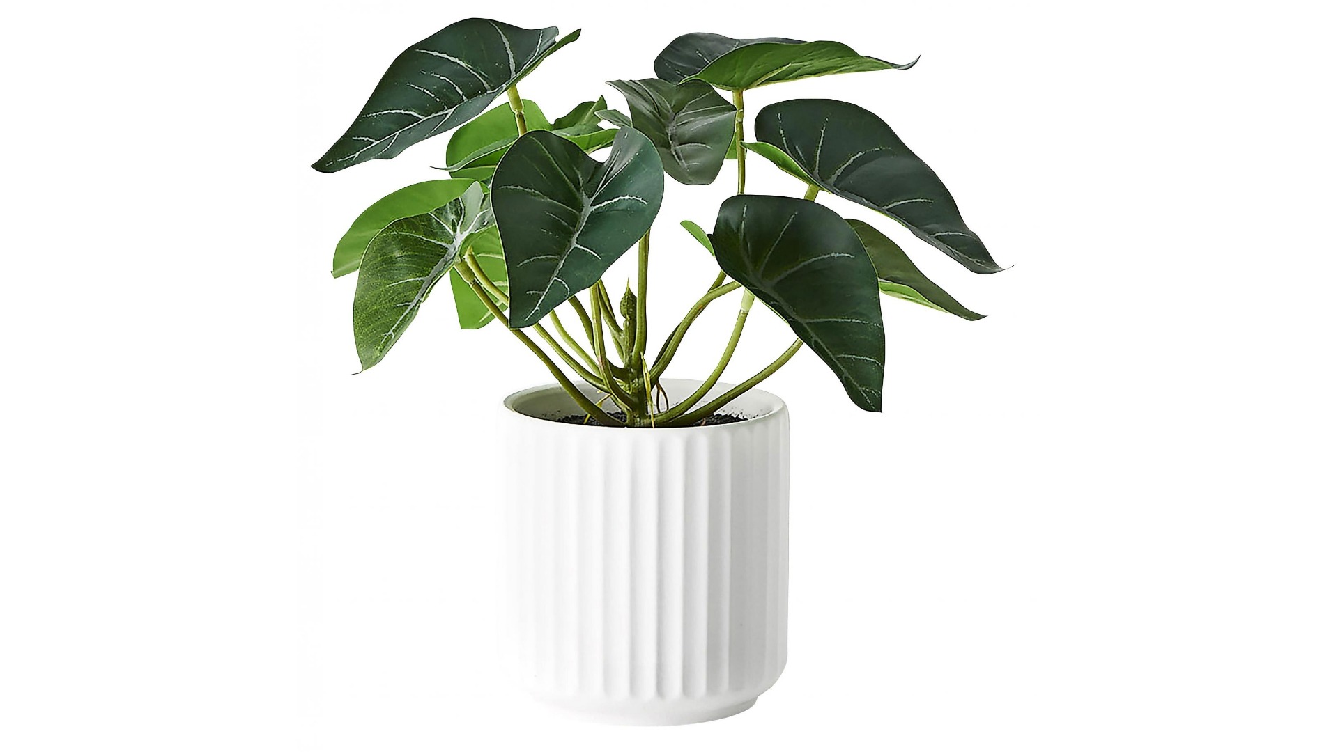 Syngonium Plant in Pot