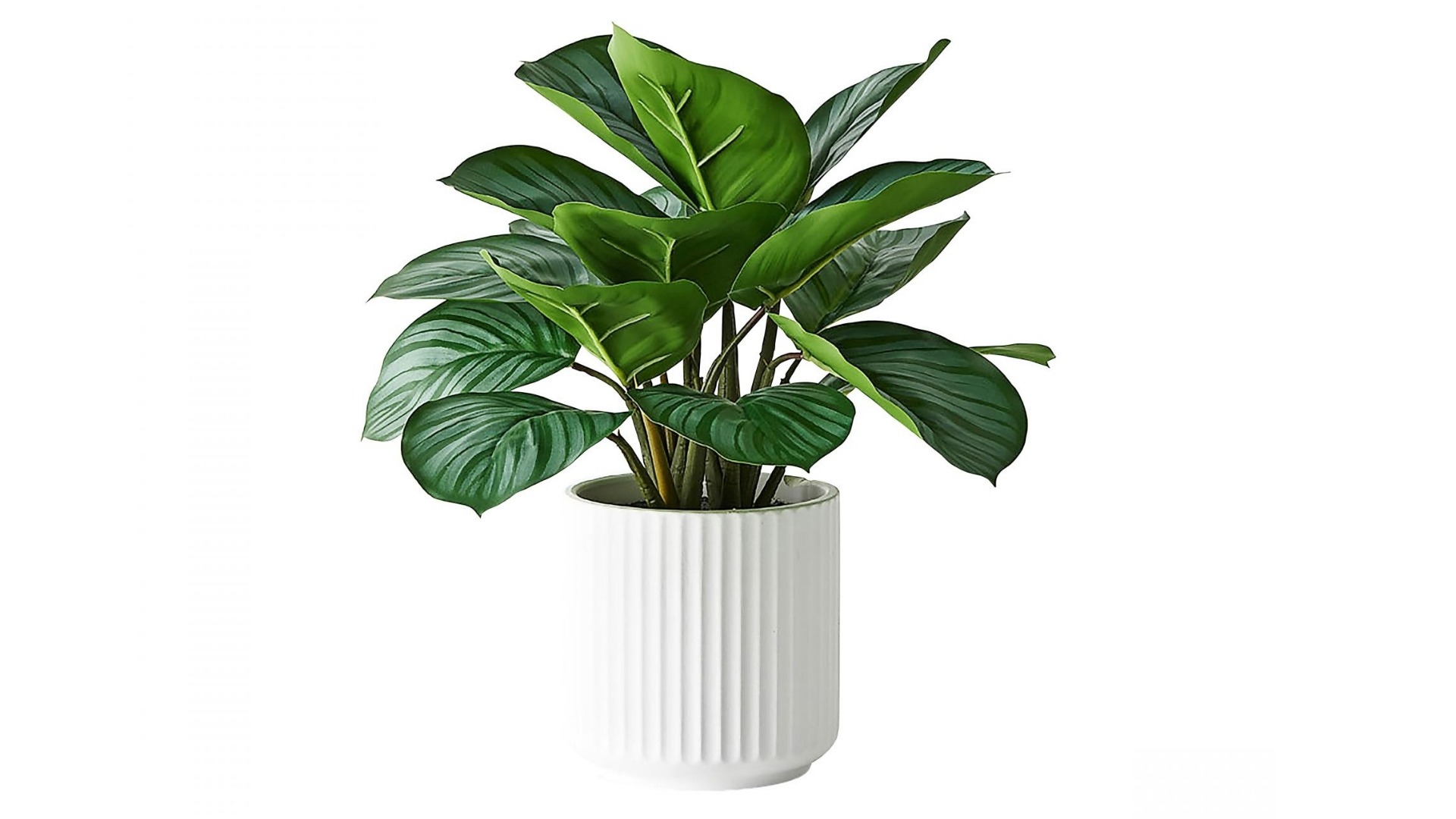 Calathea Plant in Pot