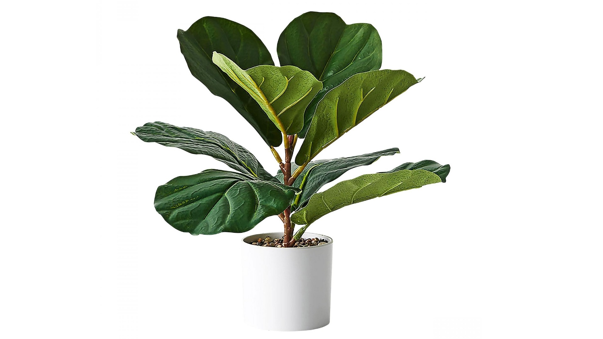 Fiddle Leaf Plant