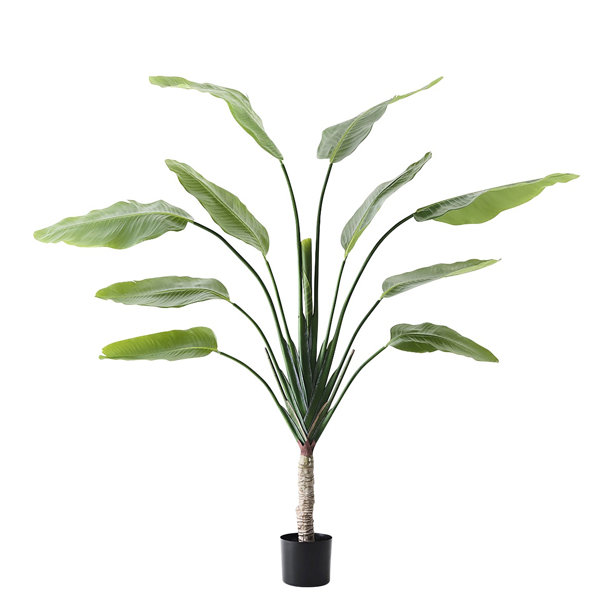 Travellers Palm in Pot