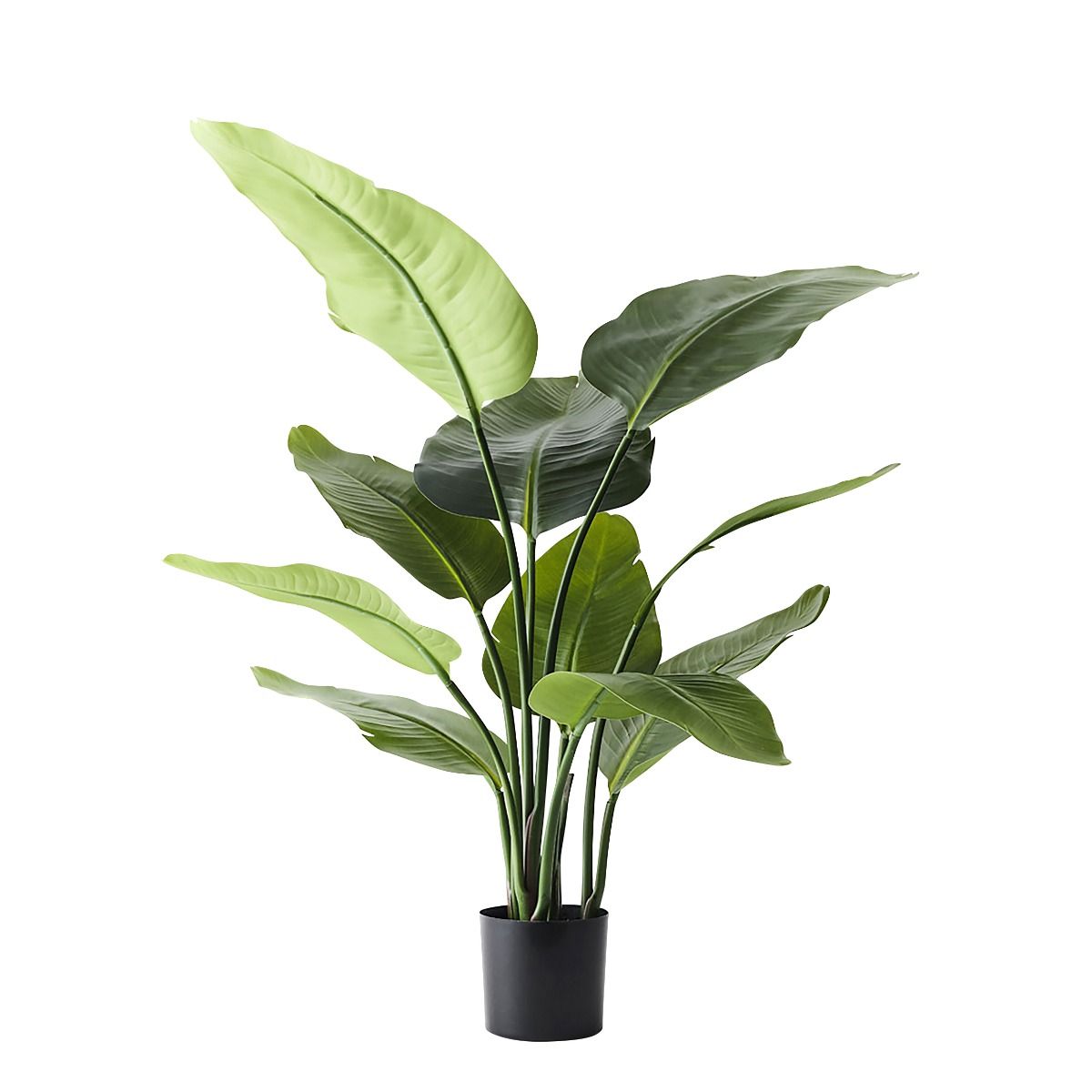 Bird Of Paradise Large in Pot