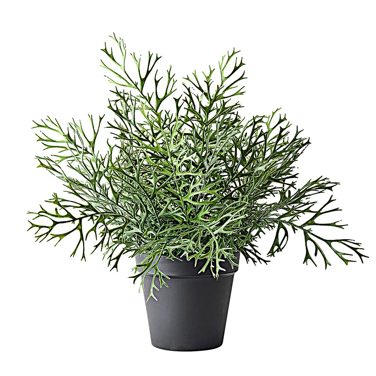 Fern Staghorn Large in Pot