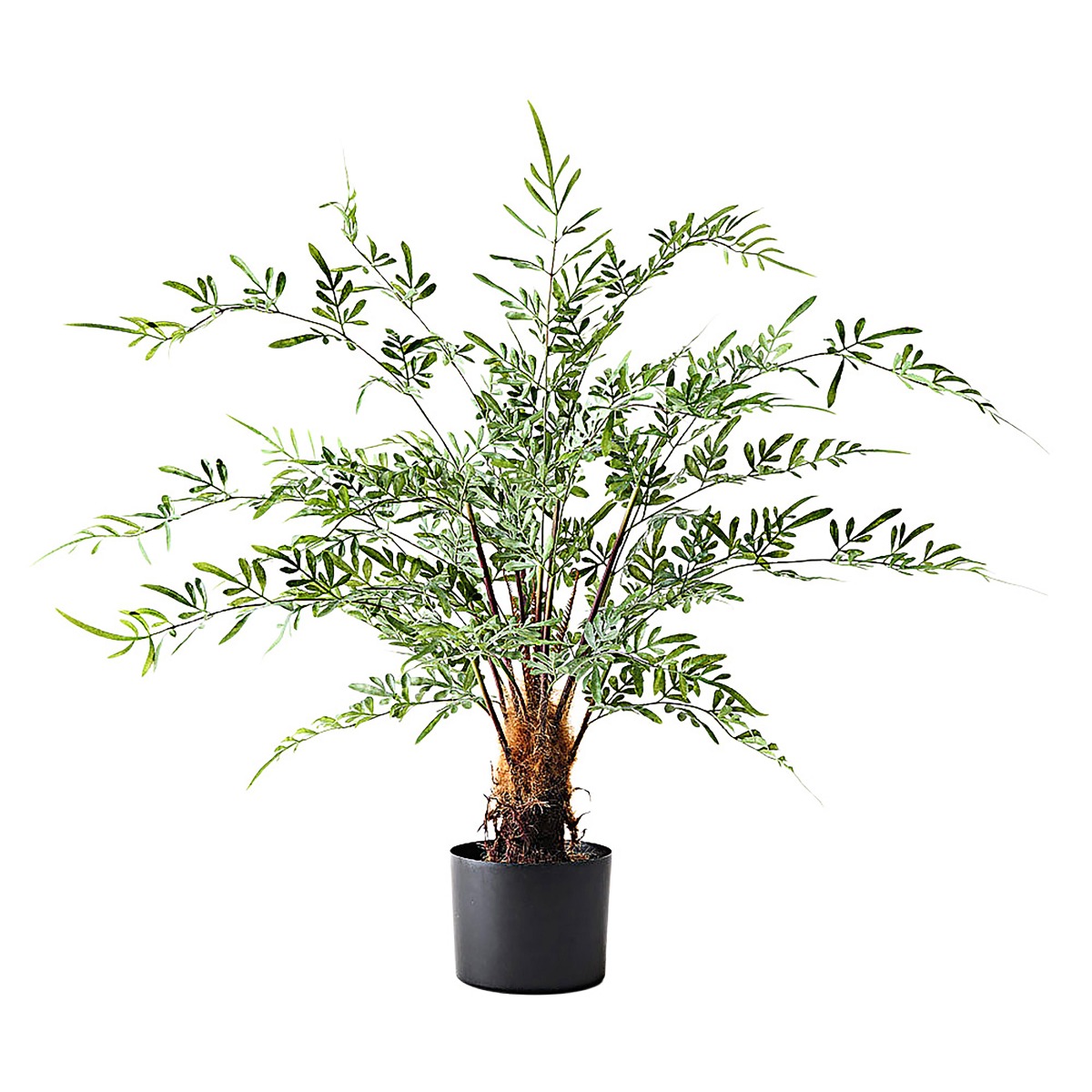 Fern Lydgodium in Pot