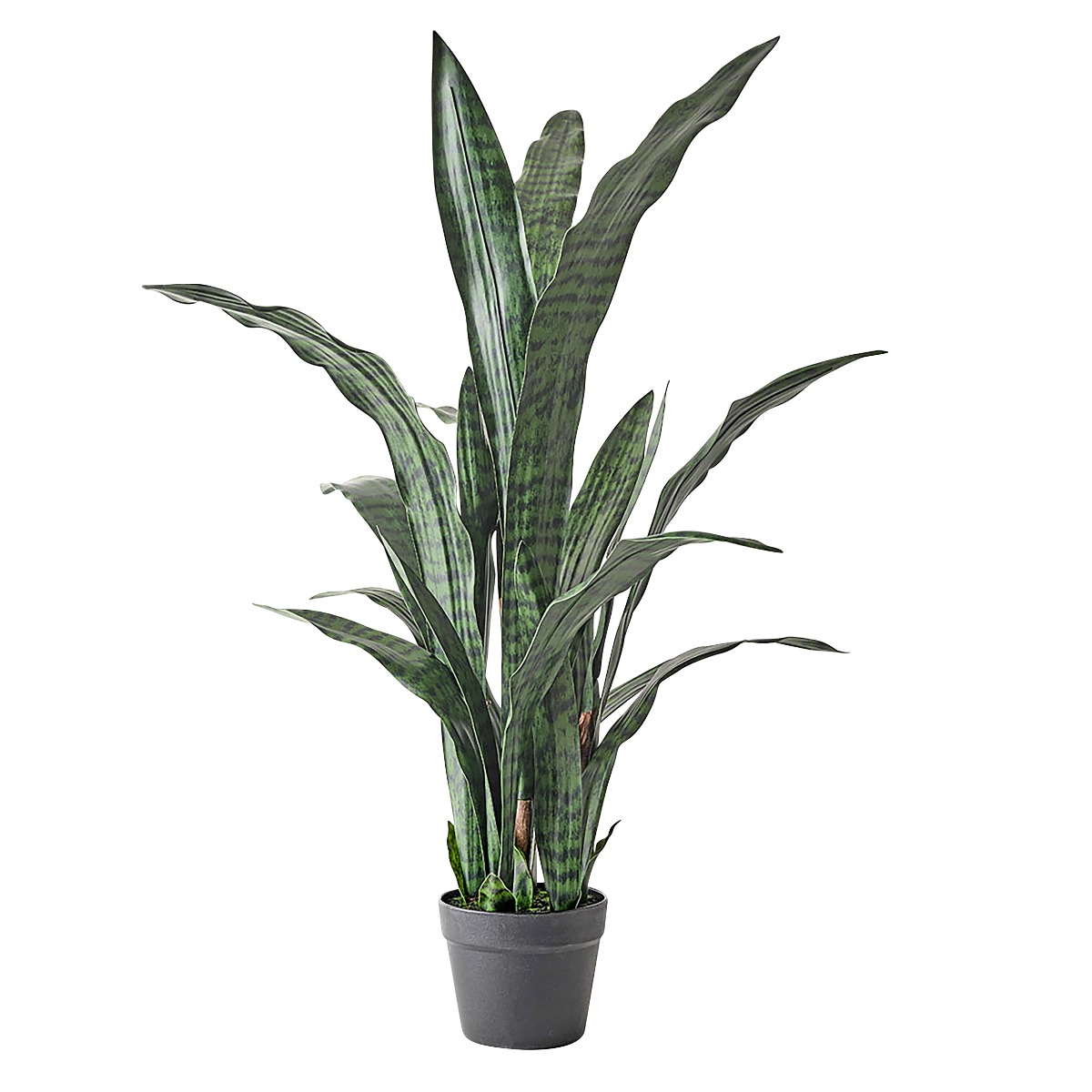 Sansevieria in Pot
