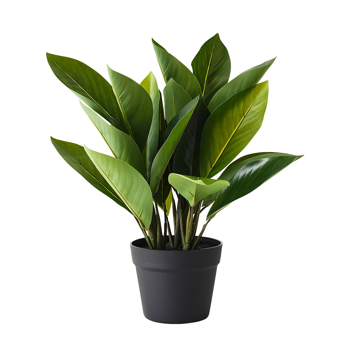 Heliconia Leaf in Pot