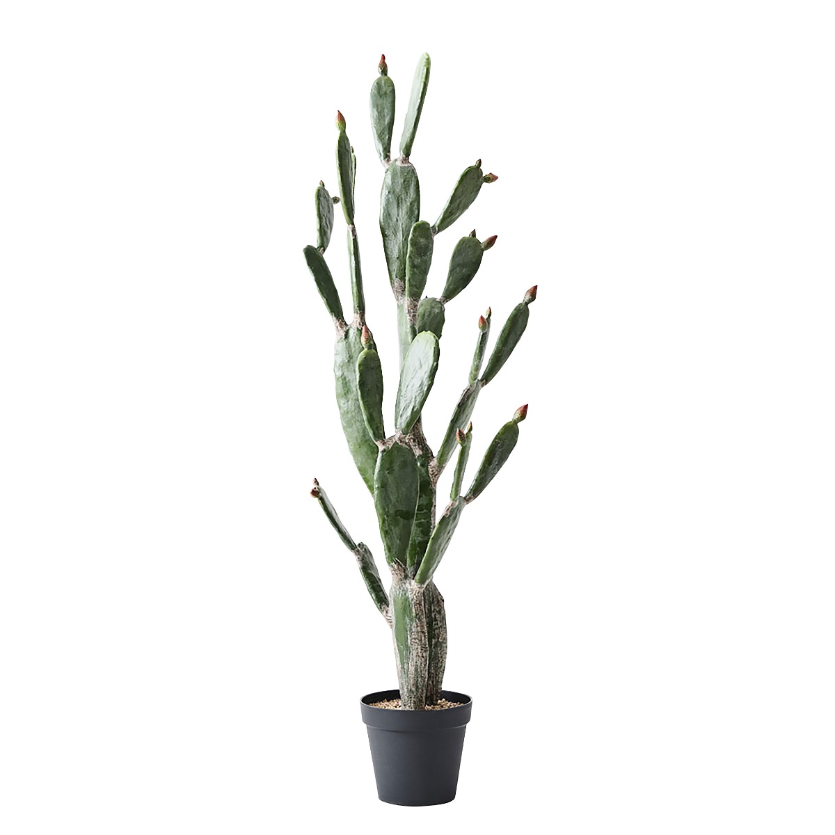 Cactus Prickly Pear in Pot