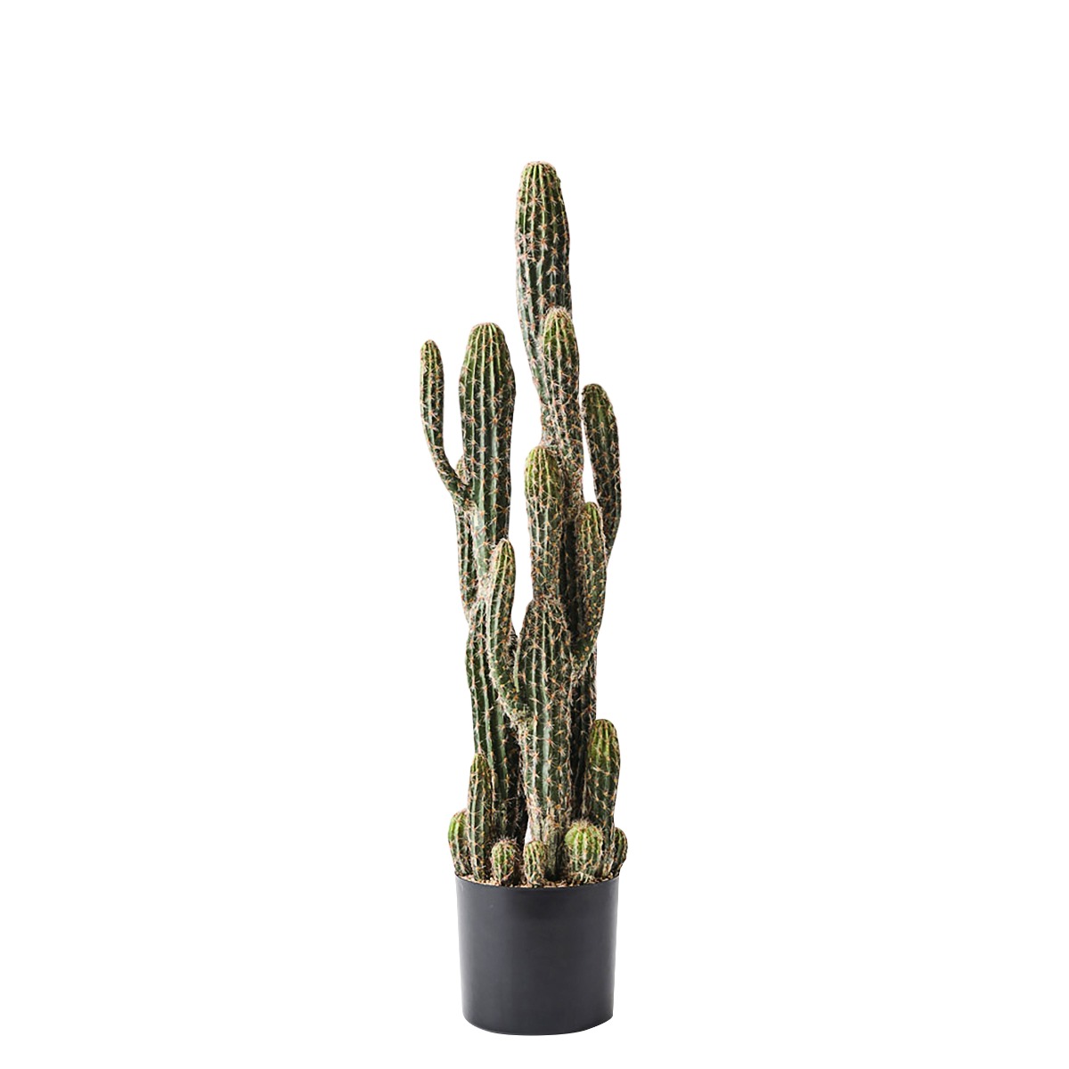 Cactus Key Tree in Pot