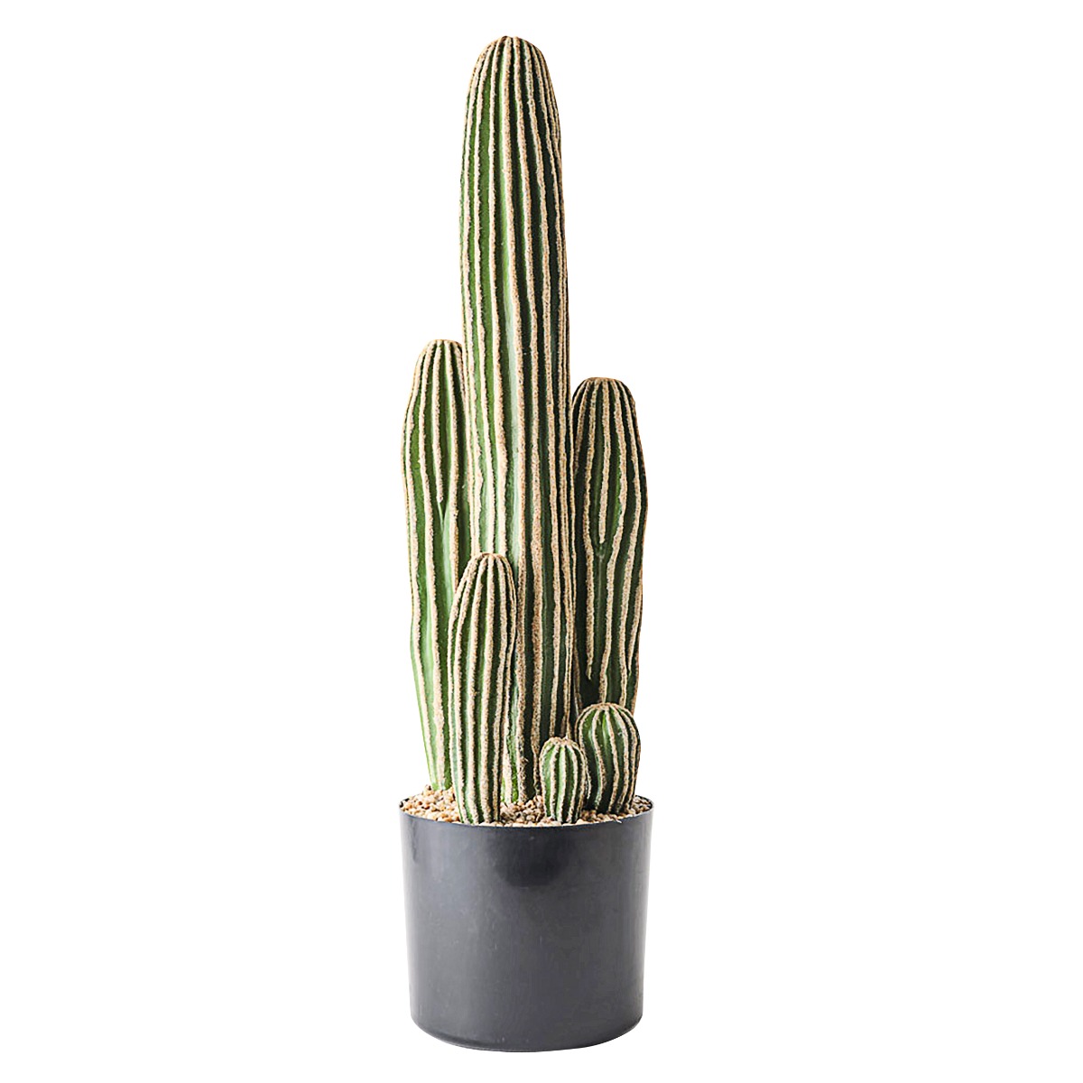 Cactus Saguaro in Pot