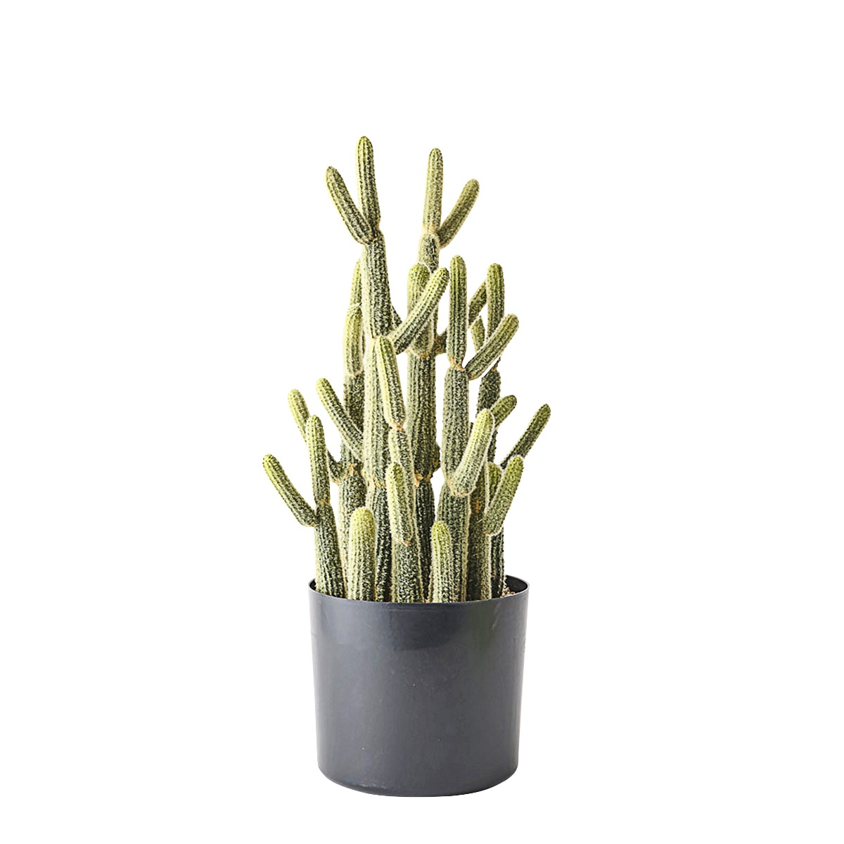 Cactus Lady Finger in Pot