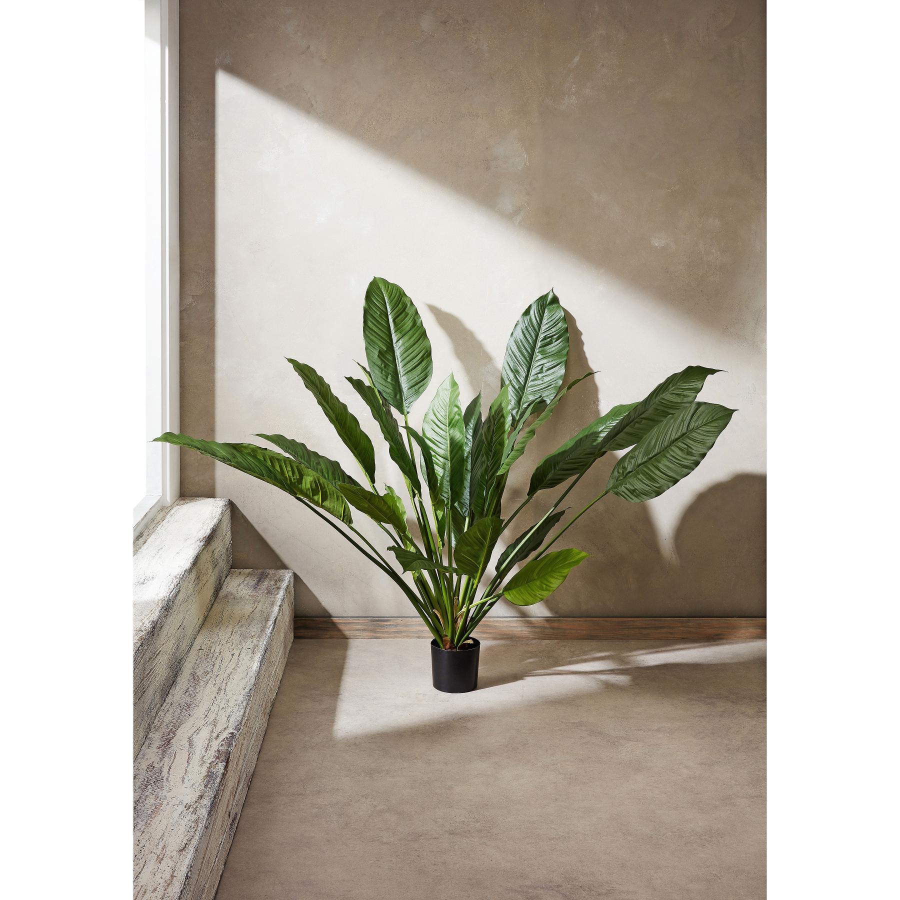 Spathiphyllum 100cm Potted Plant
