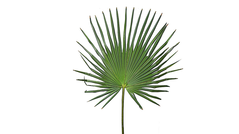 Fan Palm 125cm Leaf