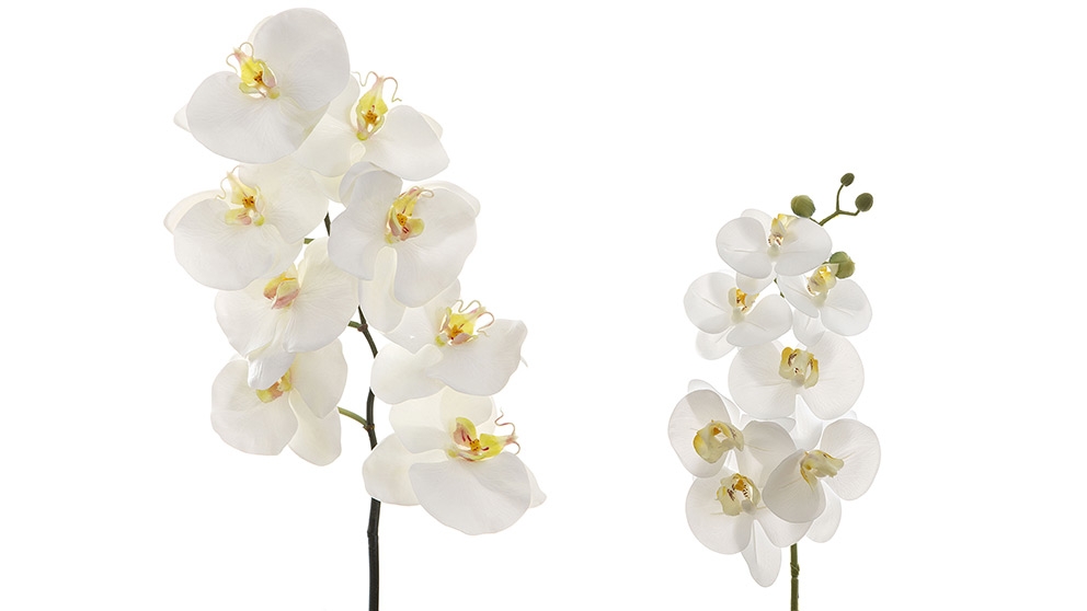 Orchid White Spray 