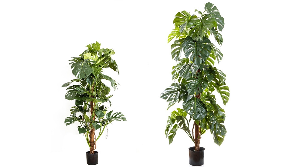 Split Leaf Philo Tree