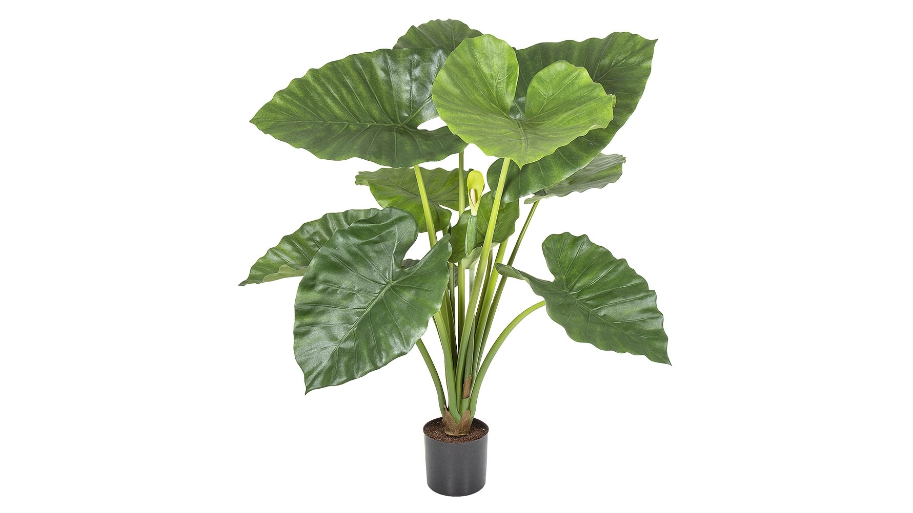 Alocasia Potted Tree