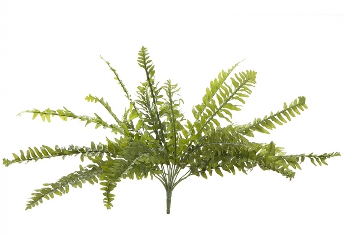 Boston Fern with 21 Leaves