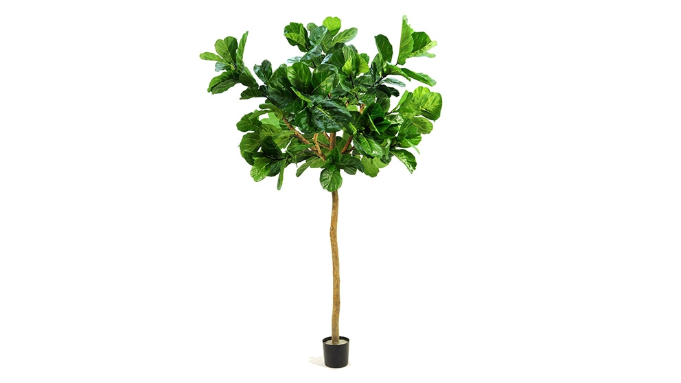 Giant Fiddle Leaf 320cm Tree